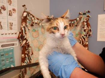 MANGOSTEEN -  Domestic Short Hair Cat for Adoption in San Jose, California - MANGOSTEEN | PetCurious