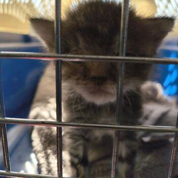 Zuba (mimi) -  Domestic Short Hair Cat for Adoption in Moses Lake, Washington - Zuba (mimi) | PetCurious