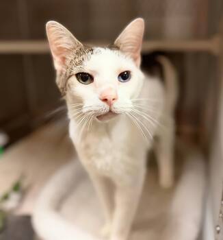 Bowie -  Domestic Short Hair Cat for Adoption in Nashville, Tennessee - Bowie | PetCurious