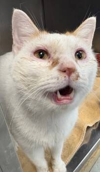 Rescue Domestic Short Hair Cats for Adoption in Little Rock, Arkansas - Nate | PetCurious