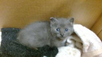 BLU -  Domestic Short Hair Cat for Adoption in Doral, Florida - BLU | PetCurious