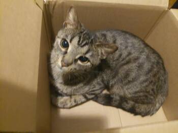 Domestic Short Hair Cats Available for Adoption - Paloma | PetCurious