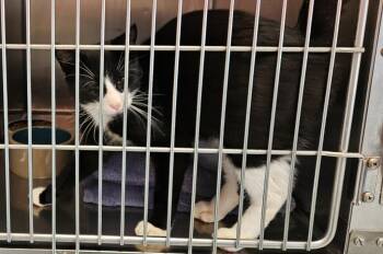 Nyla -  Domestic Short Hair Cat for Adoption in Mocksville, North Carolina - Nyla | PetCurious