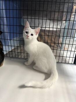Lavender -  Domestic Short Hair Cat for Adoption in West Mifflin, Pennsylvania - Lavender | PetCurious