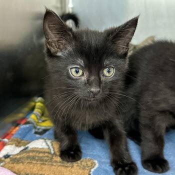 Hawk -  Domestic Short Hair Cat for Adoption in Matteson, Illinois - Hawk | PetCurious
