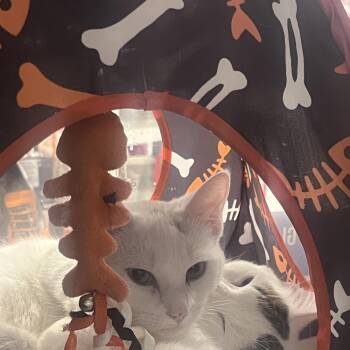 Rescue Siamese Cats for Adoption in Mayfield, New York - Princess And Meno | PetCurious