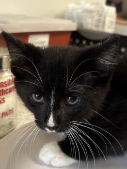 Huey -  Domestic Short Hair Cat for Adoption in Greenfield, Indiana - Huey | PetCurious