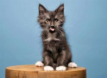 HIBISCUS -  Domestic Short Hair Cat for Adoption in Brentwood, Missouri - HIBISCUS | PetCurious