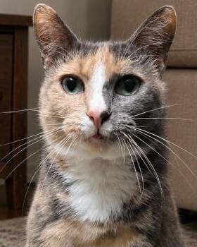 Lani -  Domestic Short Hair Cat Available for Adoption in Sioux Falls, South Dakota - Lani | PetCurious