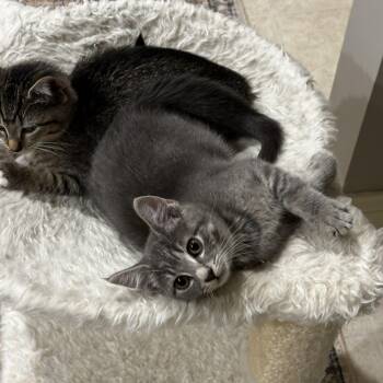 Charlie M. -  Domestic Short Hair Cat for Adoption in Lemoyne, Pennsylvania - Charlie M. | PetCurious