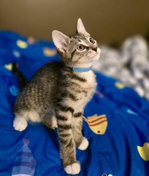 Link -  Domestic Short Hair Cat for Adoption in Hanover, Pennsylvania - Link | PetCurious