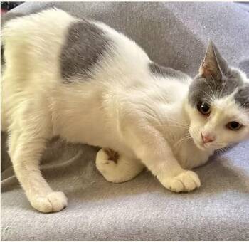 Rescue Tabby Cats for Adoption in Johnson City, Tennessee - Marbles | PetCurious