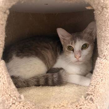 Domestic Short Hair Cats Available for Adoption in Gainesville, Florida - Amy | PetCurious