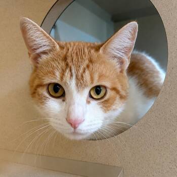 Blacktop -  Domestic Short Hair Cat for Adoption in Gloucester, Virginia - Blacktop | PetCurious