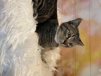 Ben -  Domestic Short Hair Cat for Adoption in Dayton, Minnesota - Ben | PetCurious