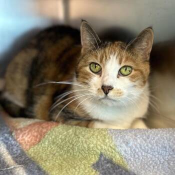 Meeple -  Domestic Short Hair Cat for Adoption in Chicago, Illinois - Meeple | PetCurious