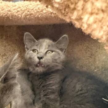 Bristol -  Domestic Medium Hair and Russian Blue Cat for Adoption in Huntsville, Alabama - Bristol | PetCurious