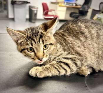 Jory -  Domestic Short Hair Cat for Adoption in Kalamazoo, Michigan - Jory | PetCurious