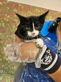 Miney -  Domestic Short Hair Cat for Adoption in San Antonio, Texas - Miney | PetCurious