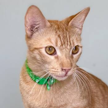 Rescue Domestic Short Hair Cats for Adoption in Villa Park, California - Harry | PetCurious