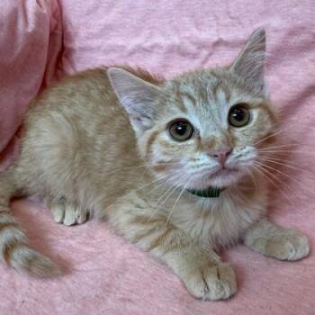Domestic Short Hair Cats Available for Adoption in Janesville, Wisconsin - Coco | PetCurious