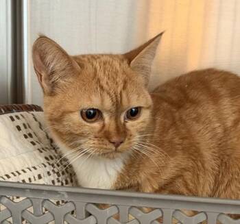 Domestic Short Hair Cats Available for Adoption in Golden, Colorado - Zara | PetCurious