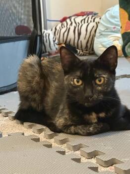 Bella -  Domestic Short Hair Cat for Adoption in Melville, New York - Bella | PetCurious