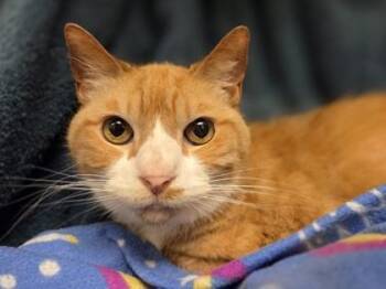 Sophia -  Domestic Short Hair Cat for Adoption in Westland, Michigan - Sophia | PetCurious