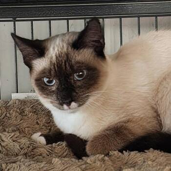 Sealia -  Siamese Cat for Adoption in Toms Brook, Virginia - Sealia | PetCurious