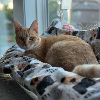 Junie Rae -  Domestic Short Hair Cat for Adoption in Lenexa, Kansas - Junie Rae | PetCurious