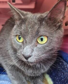 Pen Nf-26c -  Domestic Short Hair Cat for Adoption in Lawrenceville, Georgia - Pen Nf-26c | PetCurious