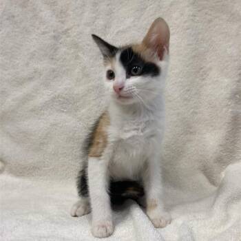 Rescue Domestic Short Hair Cats for Adoption in Hawthorne, California - Jade | PetCurious