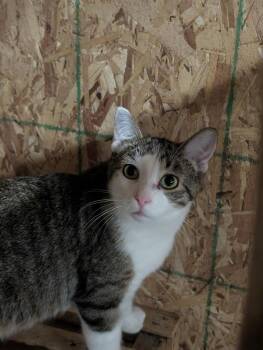 Violin-Bonded Pair with Cello for Barn Cats -  Domestic Short Hair Cat for Adoption in Mears, Michigan - Violin-Bonded Pair With Cello For Barn Cats | PetCurious