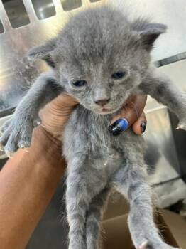 Rescue Domestic Short Hair Cats for Adoption in Dallas, Texas - KATHY | PetCurious