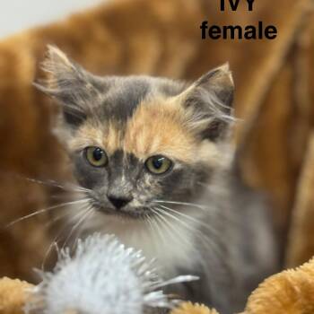 Rescue Domestic Short Hair Cats for Adoption in Sonora, California - Ivy | PetCurious