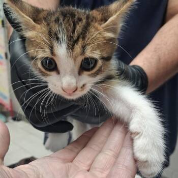 Buffy -  Domestic Short Hair Cat for Adoption in Lufkin, Texas - Buffy | PetCurious