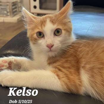 Rescue Domestic Medium Hair Cats for Adoption in Clayton, California - Kelso | PetCurious