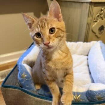 World Cup -  Domestic Short Hair Cat for Adoption in Toms River, New Jersey - World Cup | PetCurious