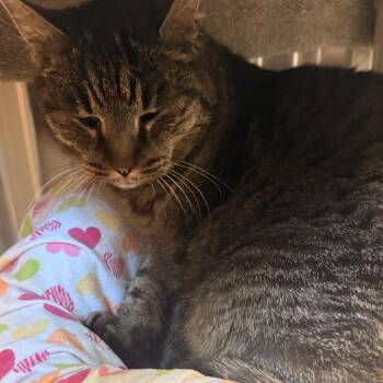 American Shorthair Cats Available for Adoption - Agatha - Gentle Lovebug | PetCurious