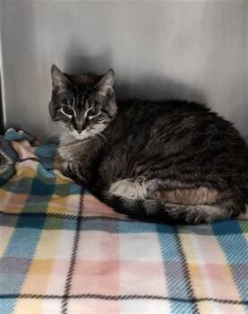VERONA -  Domestic Short Hair Cat for Adoption in Fort Walton Beach, Florida - VERONA | PetCurious