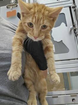 BUZZ -  Domestic Short Hair Cat for Adoption in Pueblo, Colorado - BUZZ | PetCurious