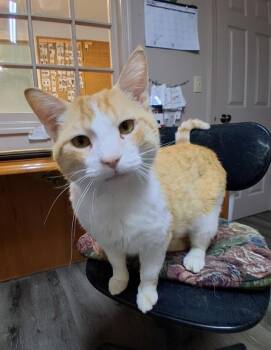 Larry #5 -  Domestic Short Hair Cat for Adoption in Westfield, Wisconsin - Larry #5 | PetCurious