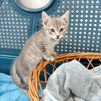 Buoy -  Domestic Short Hair Cat for Adoption - Buoy | PetCurious