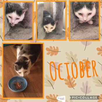 Rescue Domestic Short Hair Cats for Adoption in Spencerville, Ontario - October | PetCurious