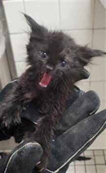 JUSTICE -  Domestic Medium Hair Cat for Adoption in Dallas, Texas - JUSTICE | PetCurious