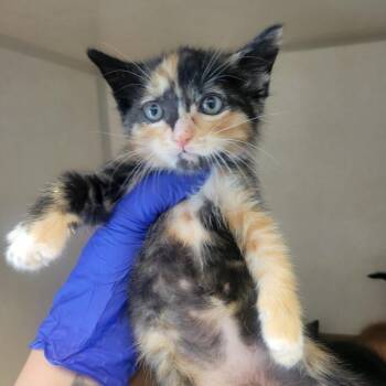 Yachty Girl -  Domestic Short Hair Cat for Adoption in Westminster, California - Yachty Girl | PetCurious