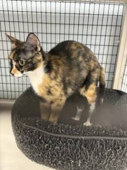 Oreo -  Domestic Short Hair Cat for Adoption in Balch Springs, Texas - Oreo | PetCurious