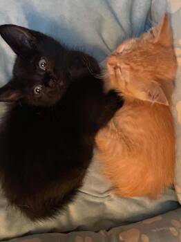 Conway Kitty -  Domestic Short Hair Cat for Adoption in Crown Point, Indiana - Conway Kitty | PetCurious