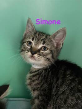 Rescue Tabby Cats for Adoption in Crescent City, California - Simone | PetCurious