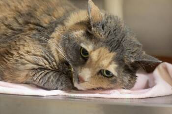 Tortoiseshell and Domestic Short Hair Cats Available for Adoption in Mountain Home, Arkansas - Cotton Tail | PetCurious